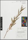Foto von Salix alba L. x Salix fragilis L.